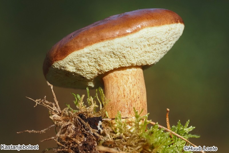 Second slide image