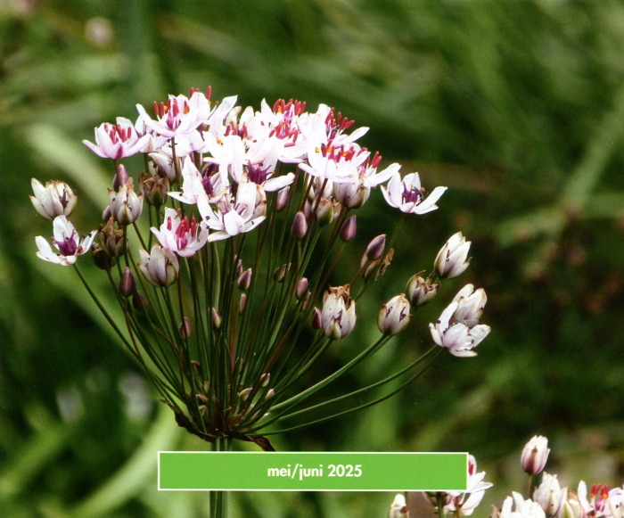 Thumbnail Image 1