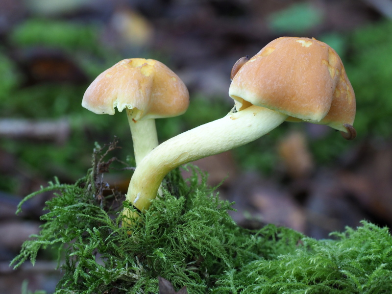 Thumbnail Image 1