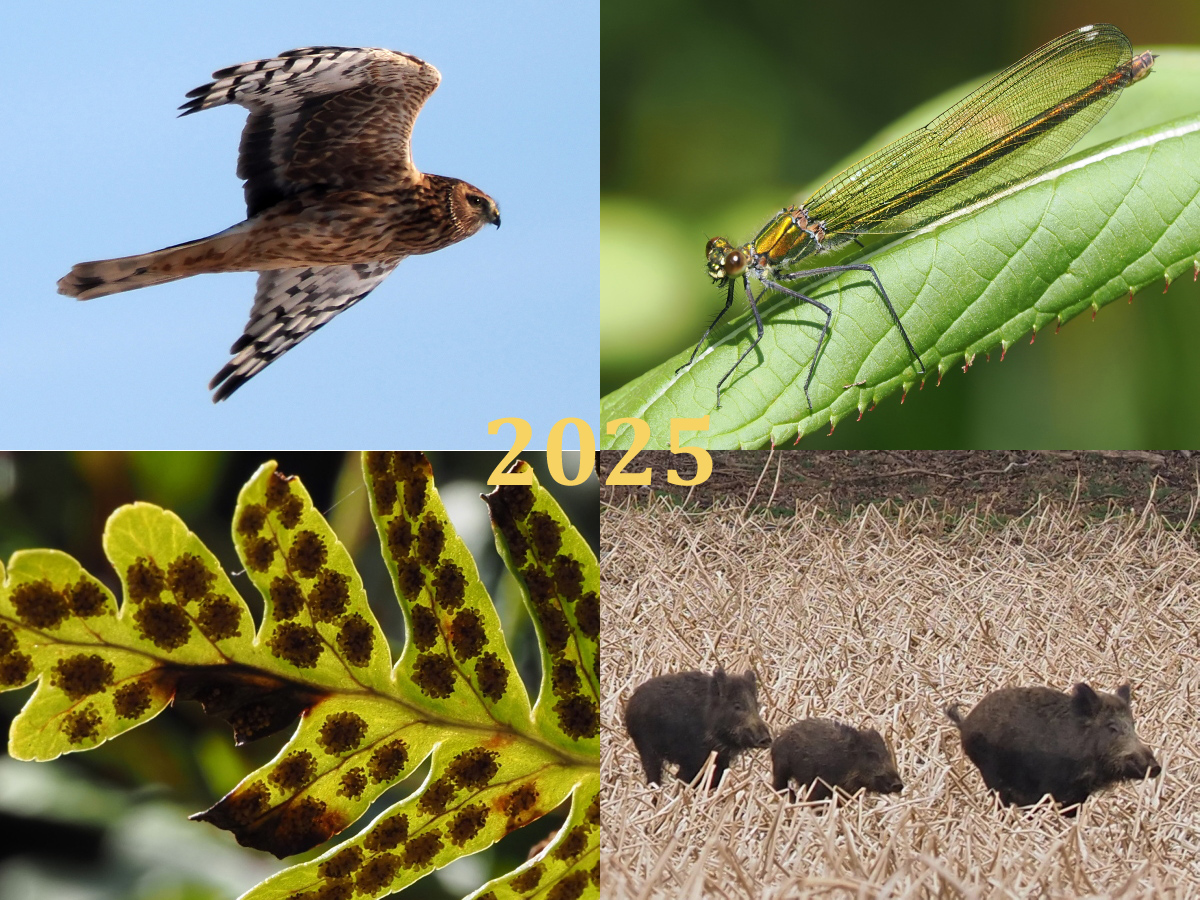 Thumbnail Image 1